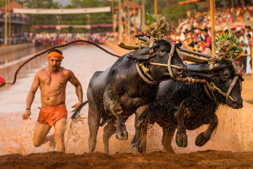 Miyar Kambala 2015