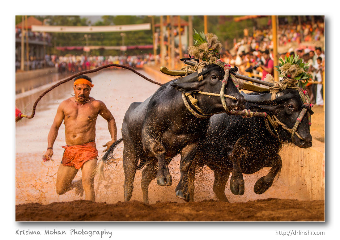 Miyar Kambala 2015