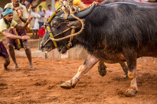 Miyar Kambala 2015