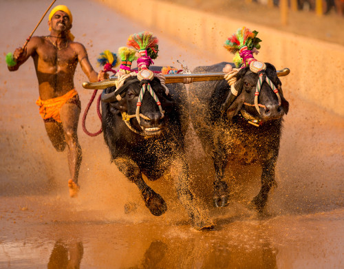 Miyar Kambala 2015