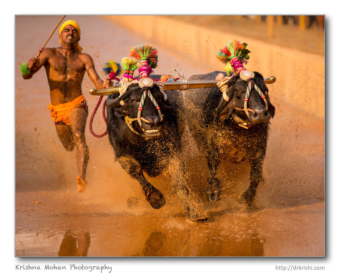 Miyar Kambala 2015