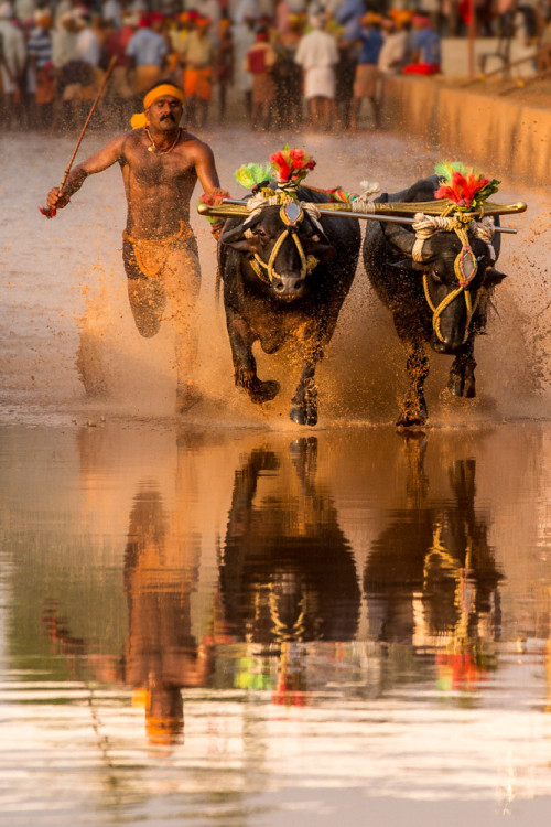 Miyar Kambala 2015