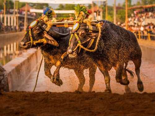 Miyar Kambala 2015