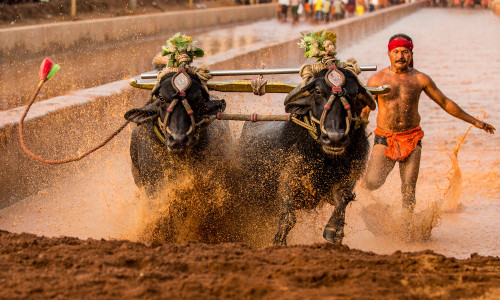 Kambala Time Table 2018-19