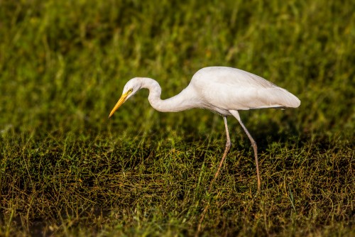 Egret after Lens Blur