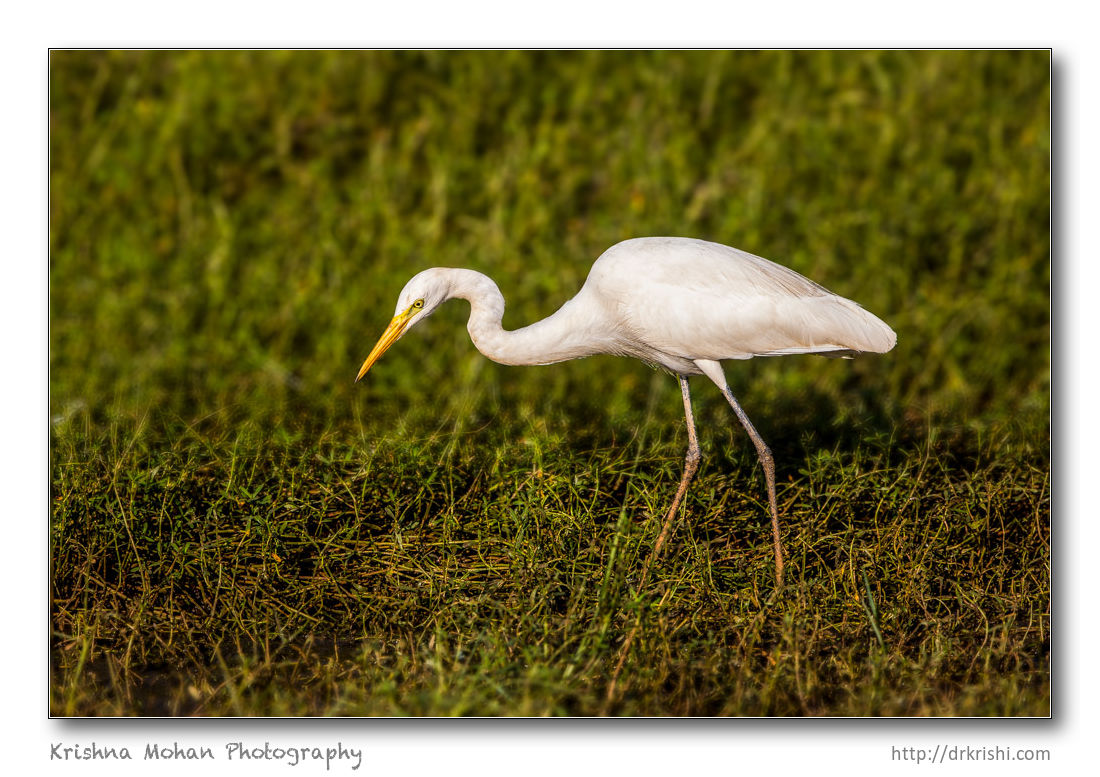 Egret after Lens Blur