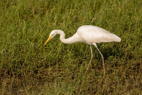 Original Capture of Egret