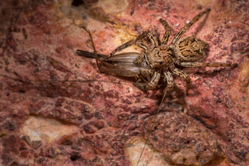 Plexippus Jumping Spider with a cricket