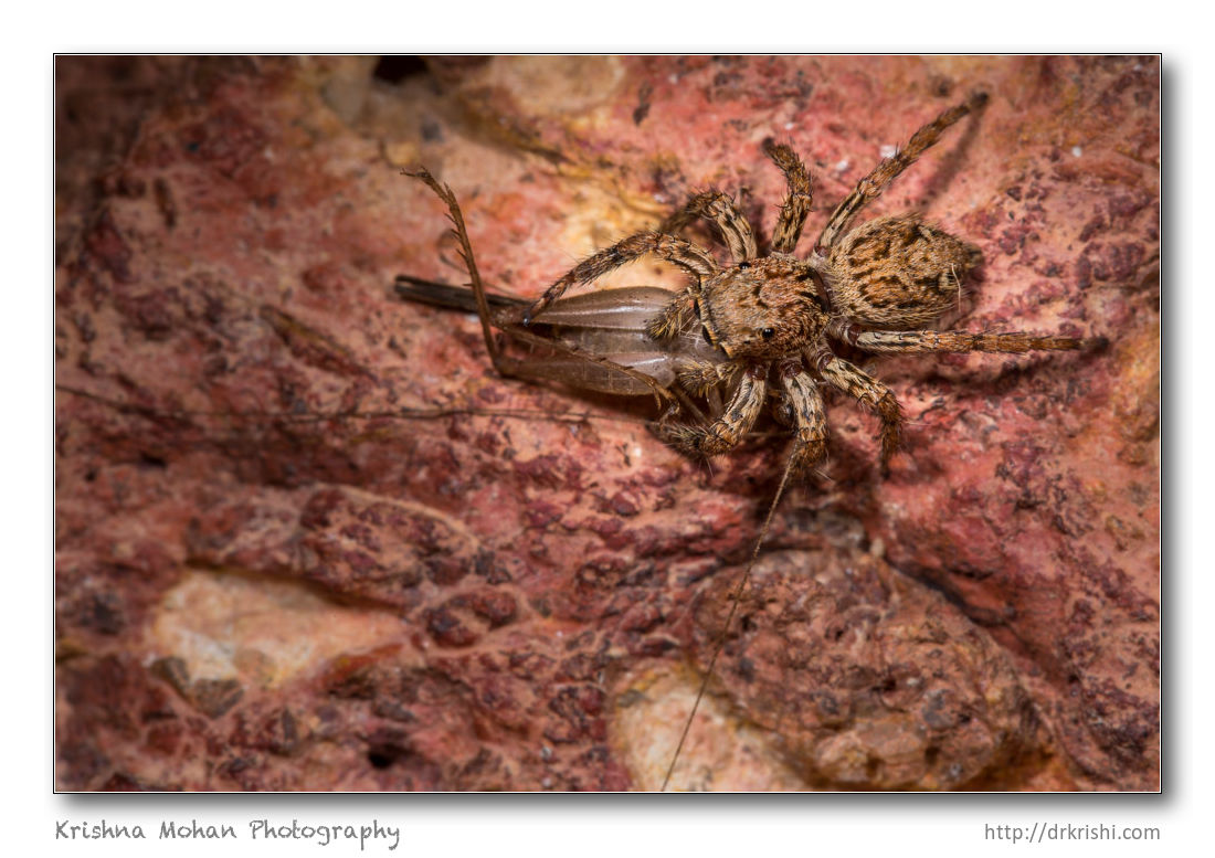 Plexippus Jumping Spider with a cricket