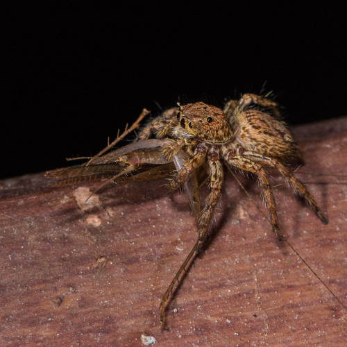 Plexippus Jumping Spider with a cricket