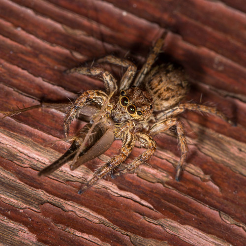 Plexippus Jumping Spider with a cricket