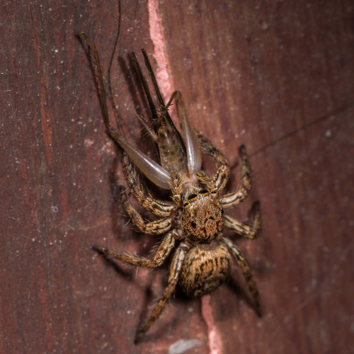 Plexippus Jumping Spider with a cricket