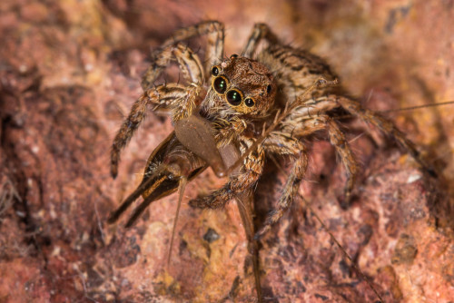 Plexippus Jumping Spider with a cricket