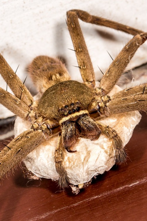 Female Huntsman Spider with Egg Sac