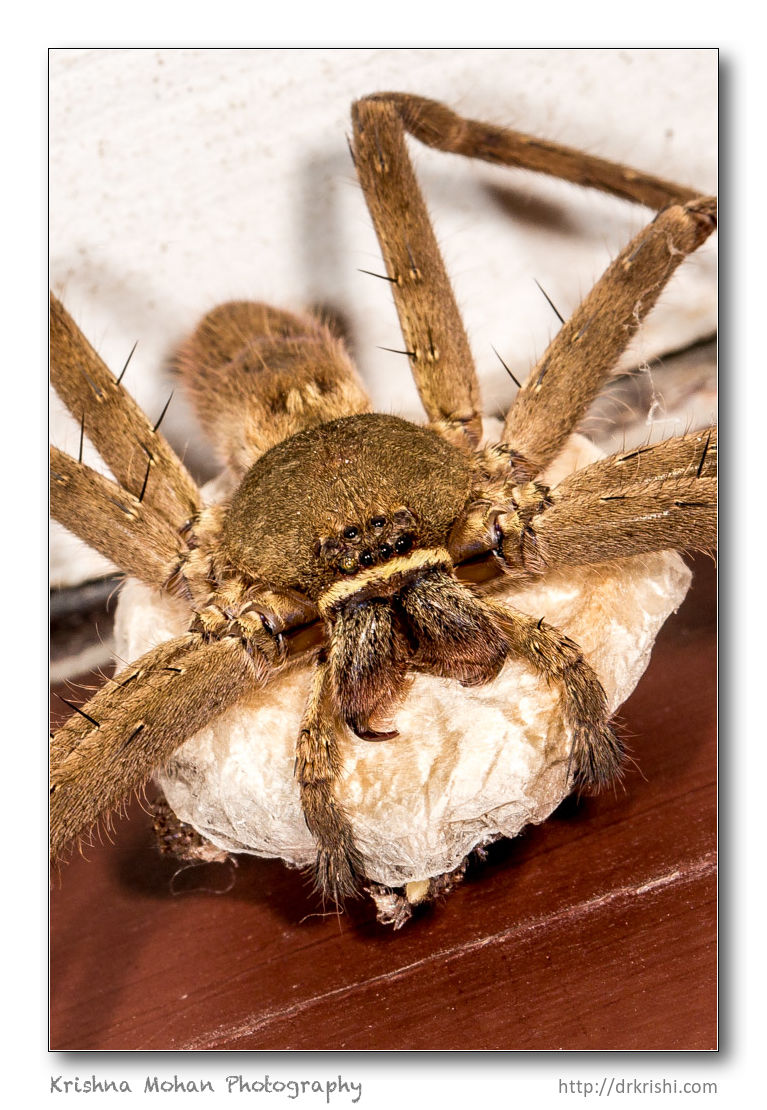 Female Huntsman Spider with Egg Sac