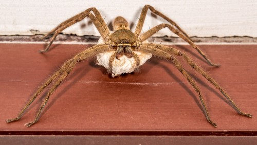 Female Huntsman Spider with Egg Sac