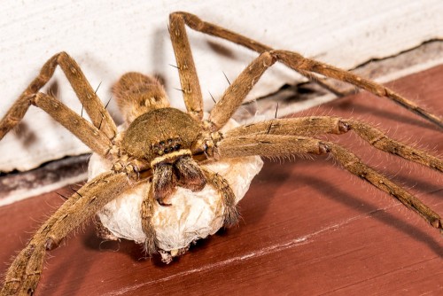 Female Huntsman Spider with Egg Sac