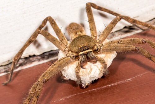 Female Huntsman Spider with Egg Sac