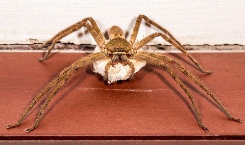 Female Huntsman Spider with Egg Sac