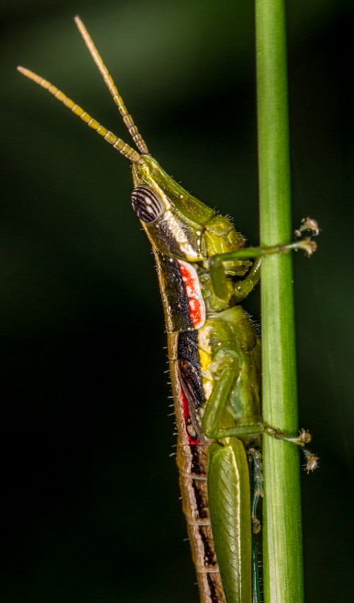 Short Horned Gaudy Grasshopper