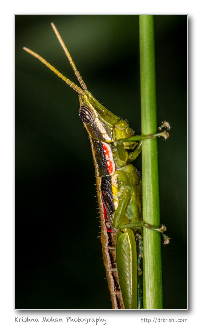 Short Horned Gaudy Grasshopper