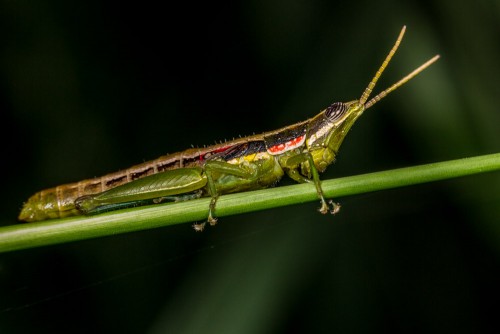 Short Horned Gaudy Grasshopper