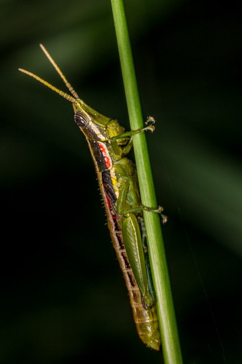 Short Horned Gaudy Grasshopper