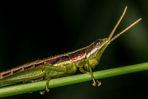 Short Horned Gaudy Grasshopper