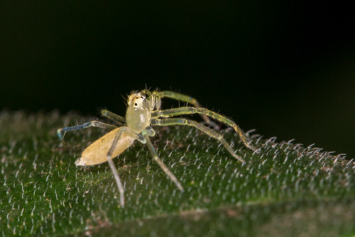 Asemonea Spider