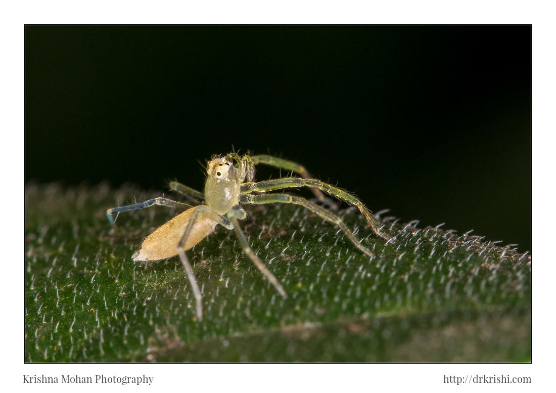 Asemonea Spider