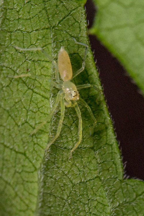 Asemonea Spider