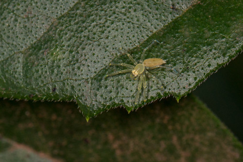 Asemonea Spider