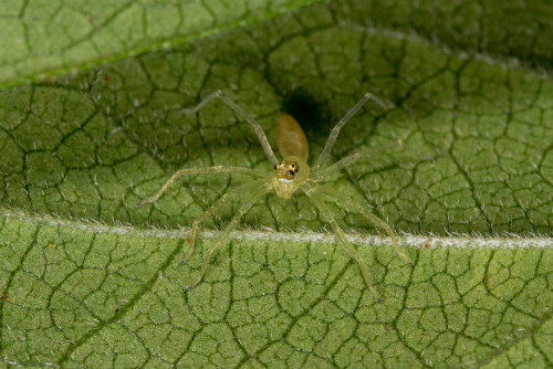 Asemonea Spider