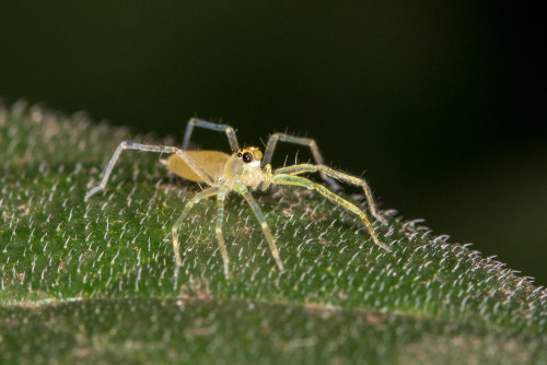 Asemonea Spider