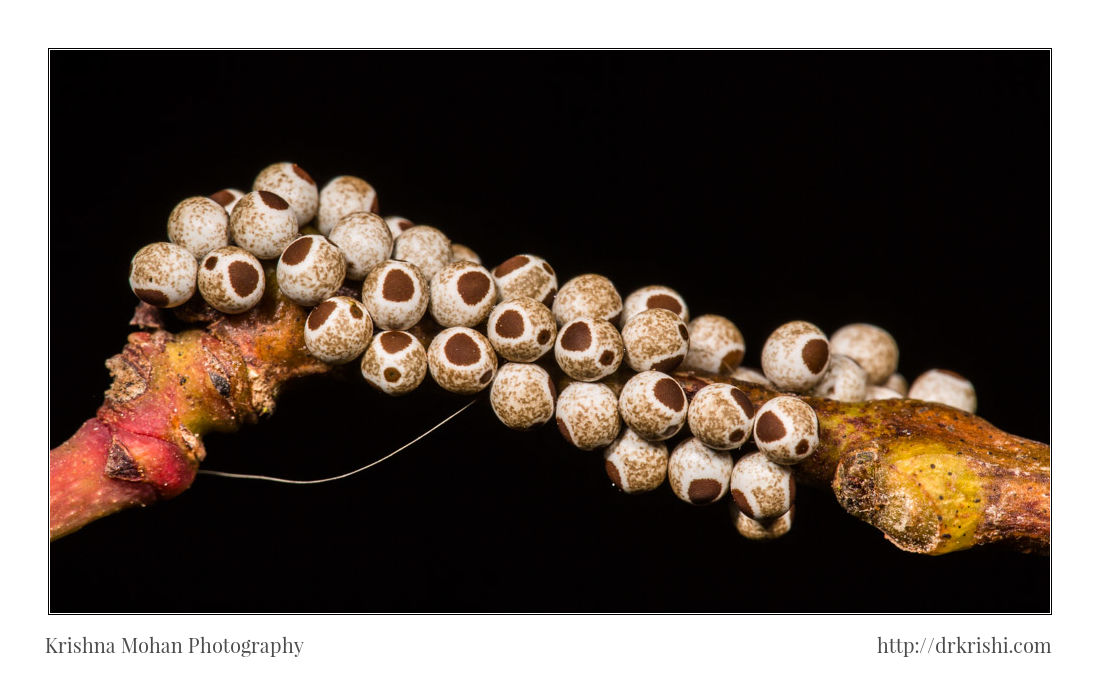 Probably Metanastria Moth Eggs