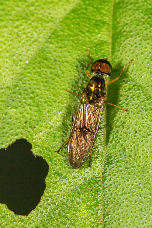 Stratiomyidae Soldier Fly