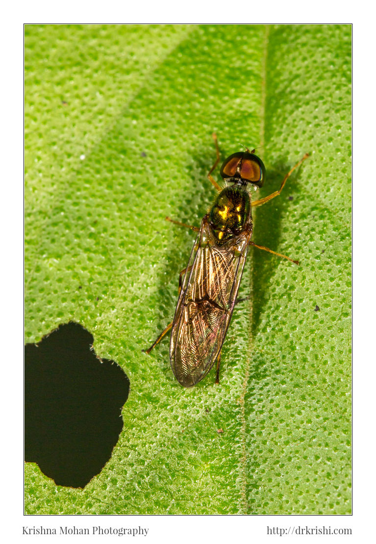 Stratiomyidae Soldier Fly