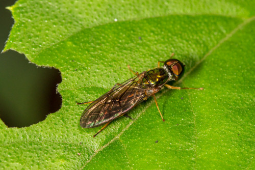 Stratiomyidae Soldier Fly