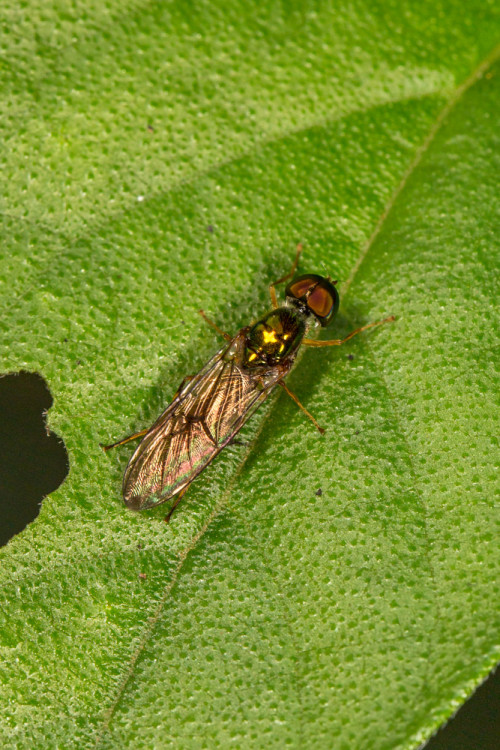 Stratiomyidae Soldier Fly