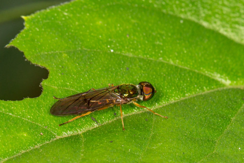 Stratiomyidae Soldier Fly