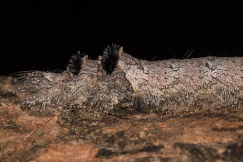 Giant lappet caterpillar Lebeda sp.