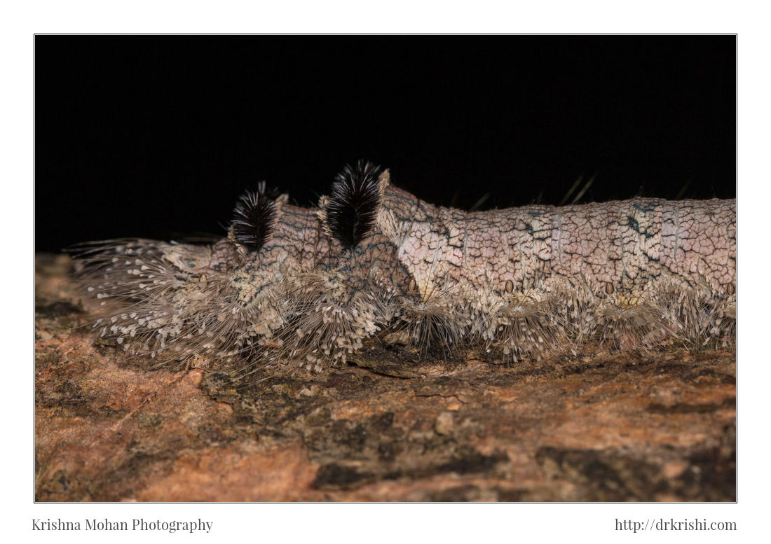 Giant lappet caterpillar Lebeda sp.