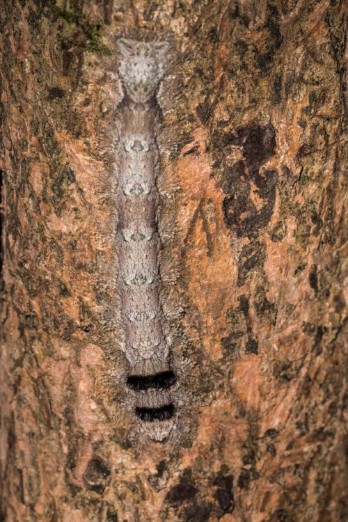 Giant lappet caterpillar Lebeda sp.