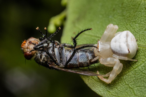 Crab Spider with a Fly