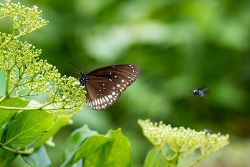 Common Crow with Blue Banded Bee