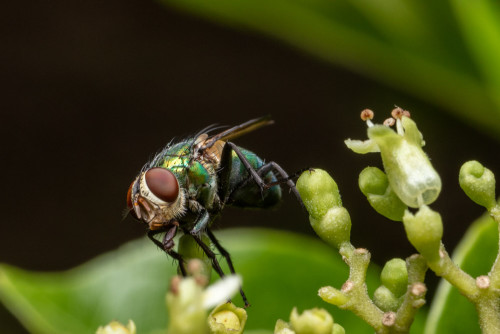 Blue Bottle Fly