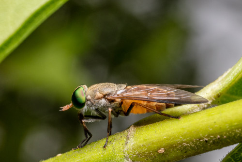 Hoverfly