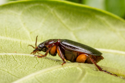 Leaf Beetle