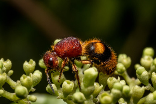 Velvet Ant, Mutilidae