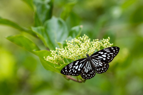 Dark Blue Tiger Butterfly